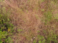 Agrostis montevidensis