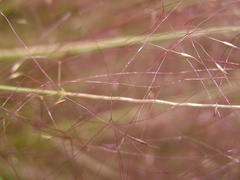 Agrostis montevidensis