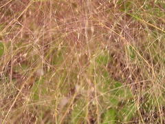 Agrostis montevidensis
