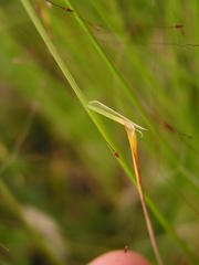 Agrostis montevidensis