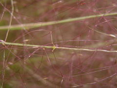 Agrostis montevidensis