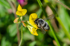 Megachile pollinosa
