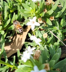 Apis mellifera