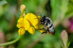 Megachile pollinosa