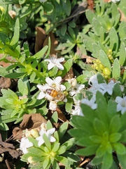 Apis mellifera