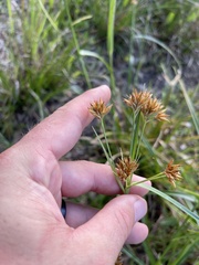 Rhynchospora indianolensis