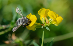 Megachile pollinosa