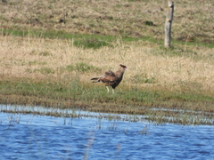 Caracara plancus