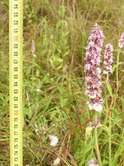 Ocimum gratissimum gratissimum