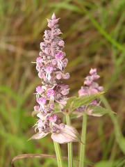 Ocimum gratissimum gratissimum