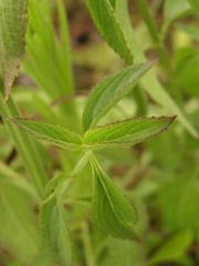Ocimum gratissimum gratissimum