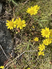 Crocidium