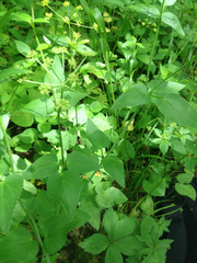 Zizia trifoliata