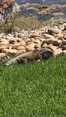 Iguana iguana