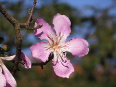 Ceiba pubiflora