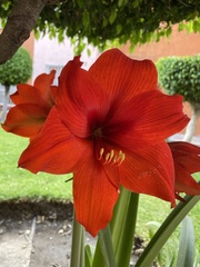 Hippeastrum