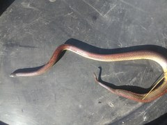 Atractus werneri