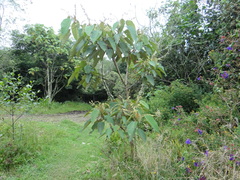 Croton magdalenensis