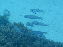 Mulloidichthys flavolineatus