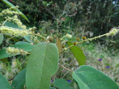 Croton magdalenensis
