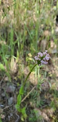 Plectritis ciliosa