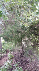 Platycladus orientalis