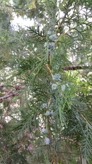 Platycladus orientalis