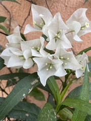Bougainvillea