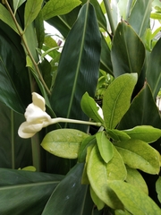Brunfelsia lactea