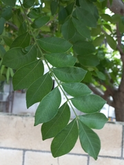 Spondias purpurea