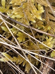 Homalothecium megaptilum