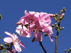 Ceiba pubiflora