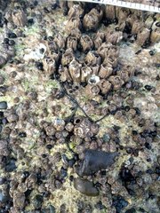 Emplectonema gracile