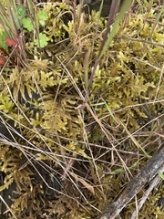 Homalothecium megaptilum