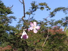 Ceiba pubiflora
