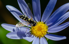 Allograpta hortensis
