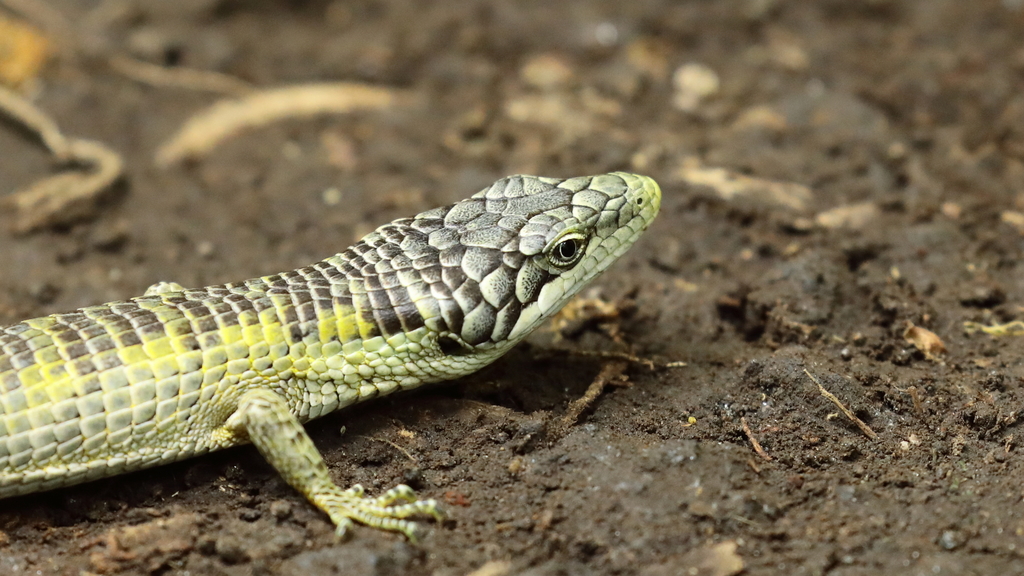 Chiszar's Arboreal Alligator Lizard