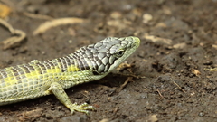 Abronia chiszari