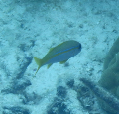 Mulloidichthys vanicolensis