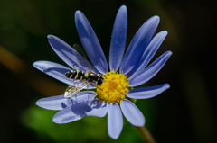 Allograpta hortensis