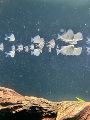 Gasteropelecus sternicla