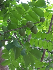 Spondias purpurea