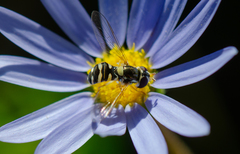 Allograpta hortensis