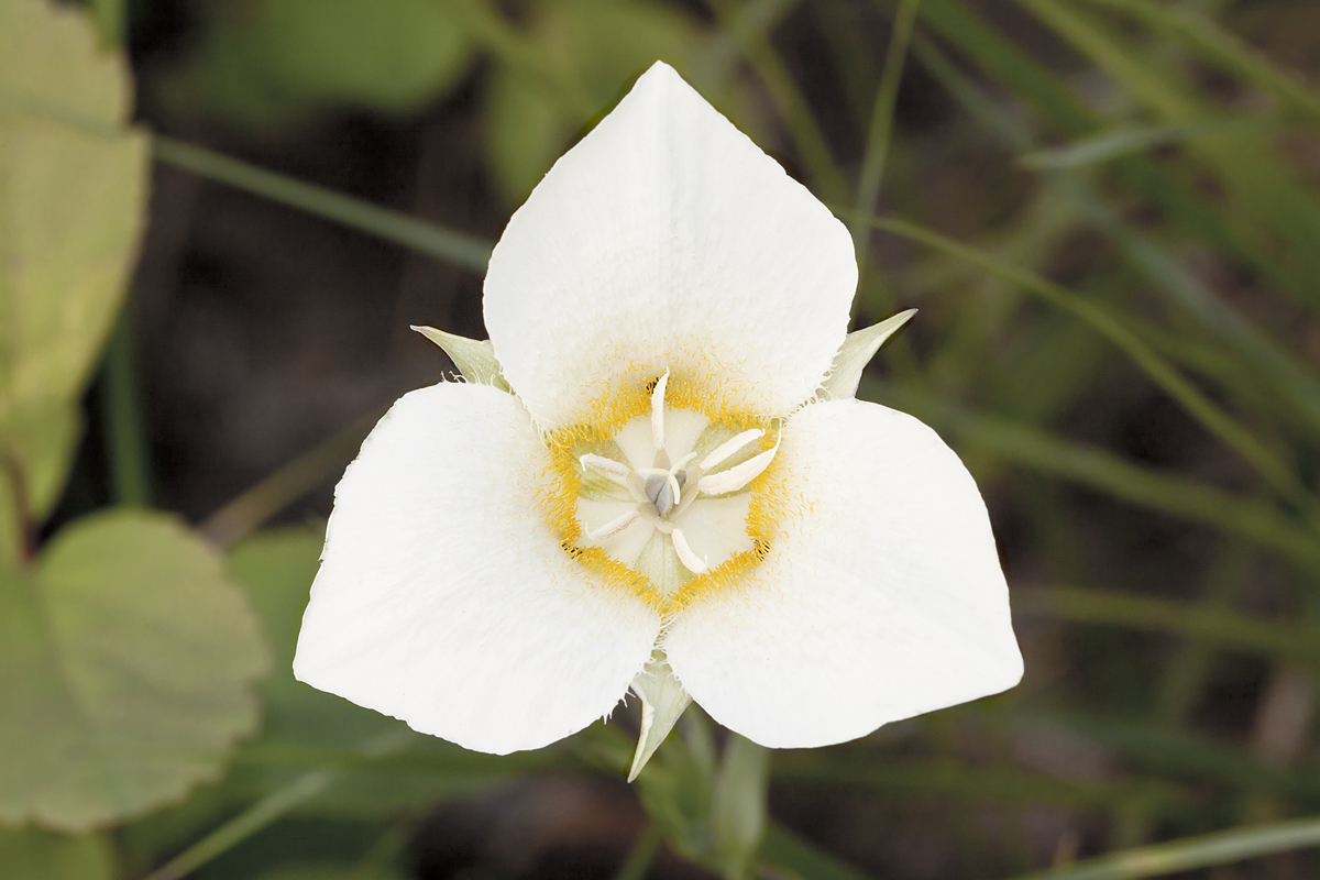 Calochortus apiculatus