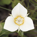 Baker's Mariposa Lily - Photo (c) Bill Bouton, some rights reserved (CC BY-NC-ND)