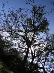 Ceiba pubiflora
