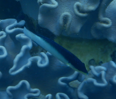 Anampses neoguinaicus