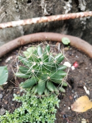 Mammillaria longimamma