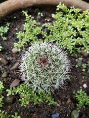 Mammillaria beneckei