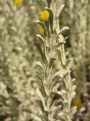 Helichrysum callicomum
